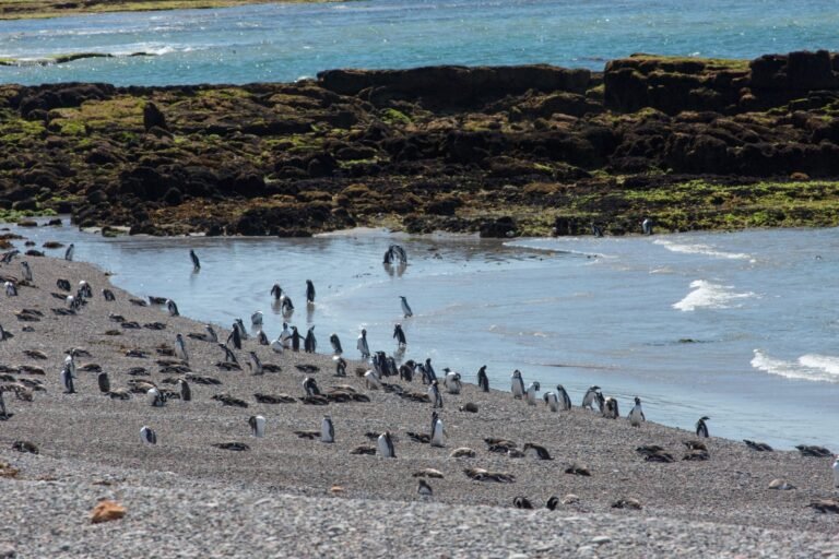 Cabo Dos Bahías: un encuentro con la vida salvaje en la costa patagónica