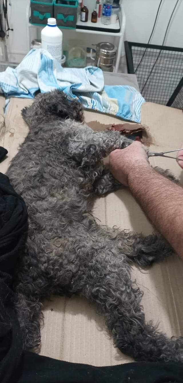 Lo atropellaron y su familia lo abandonó en la vereda para que muera lentamente 