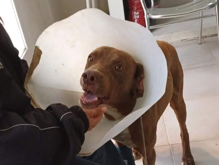 Realizan una rifa para Duki: el perro que fue atropellado y abandonado en Avenida Kennedy