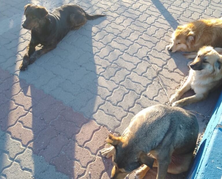 Hace un año que el tráiler de castración no va a Caleta Córdova y aseguran que “hay muchos perros abandonados”