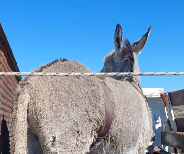 Lo descubrieron transportando un burro sin marca ni guía de transporte