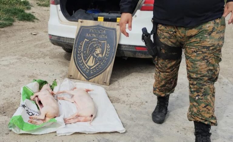 Llevaba dos lechones faenados en el baúl y se los decomisaron