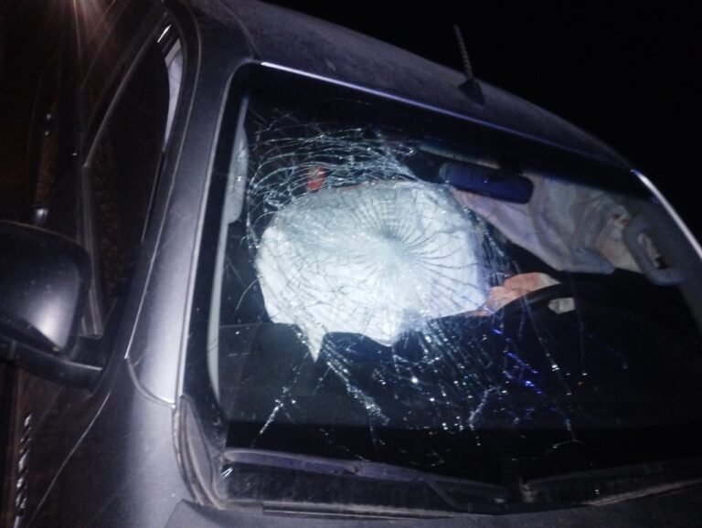 Accidente entre una camioneta y un ciervo: daños materiales y el animal muerto