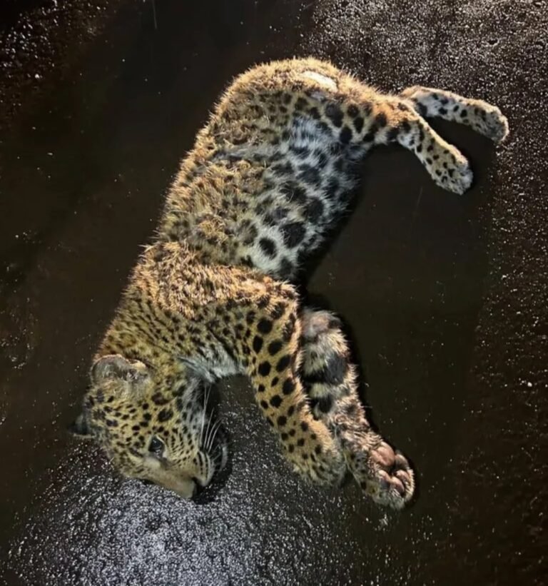 Atropellaron y abandonaron a una yaguareté: ofrecen $2 millones para encontrar al responsable