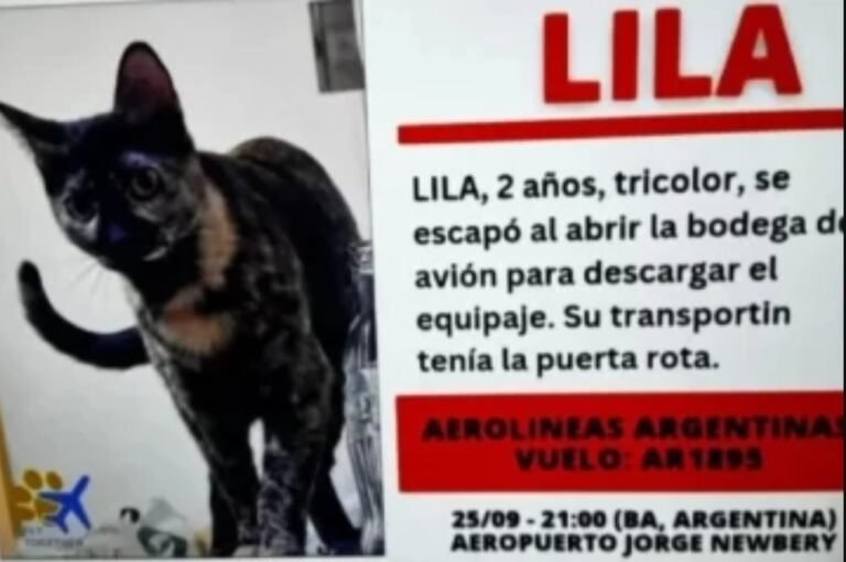Viajaba con su gata desde la Patagonia y la perdieron en el Aeropuerto: “Queremos que aparezca Lila”