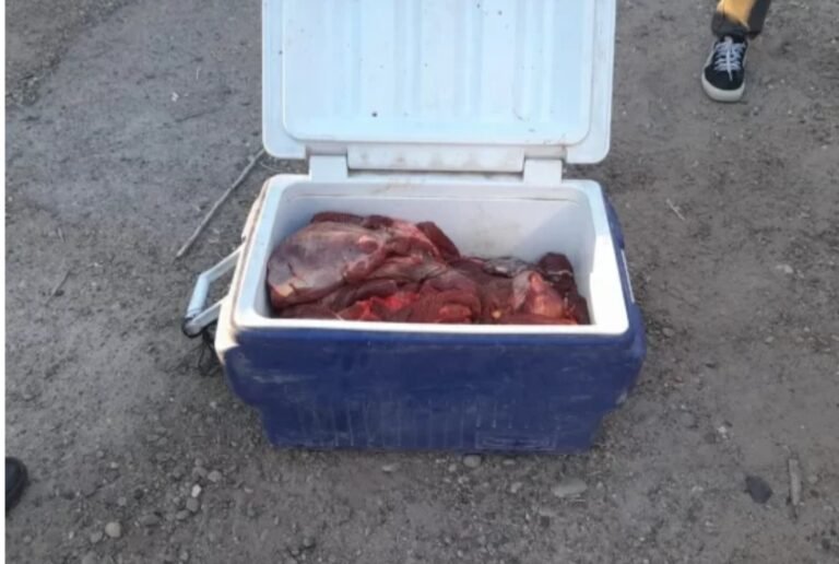 Llevaban carne de guanaco en una conservadora y se la decomisaron