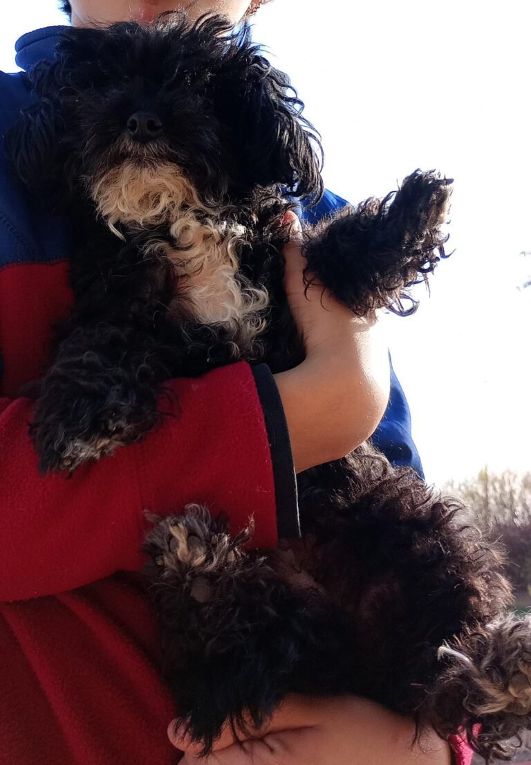 Tuvo un accidente de tránsito y perdió a su perro: “Es parte de nuestra vida”