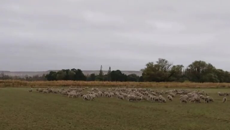 Un perro mató a 9 corderos en la cabaña que coronó al último campeón de la Rural