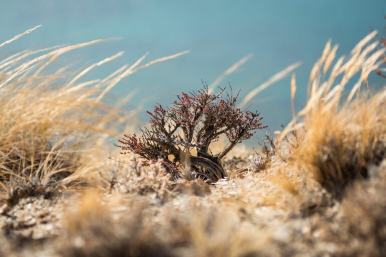 Rada Tilly invita a participar del primer Conversatorio sobre el cambio climático
