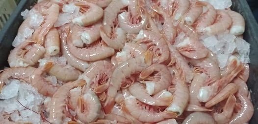 La policía incautó 15 cajones de langostinos que eran transportados ilegalmente