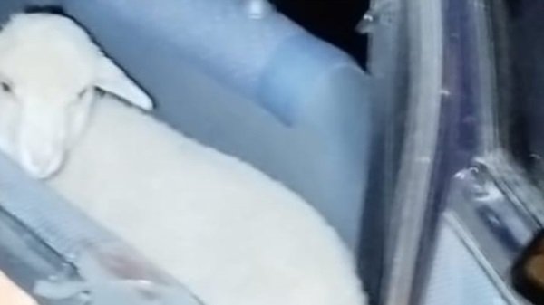 Lo encontraron de madrugada con un cordero vivo en el auto