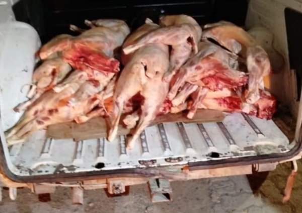 Lo atraparon con 11 animales faenados en la camioneta