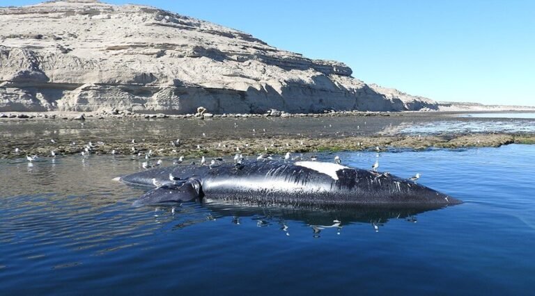 Provincia trabaja en la disposición de ejemplares de ballenas hallados en Península Valdés