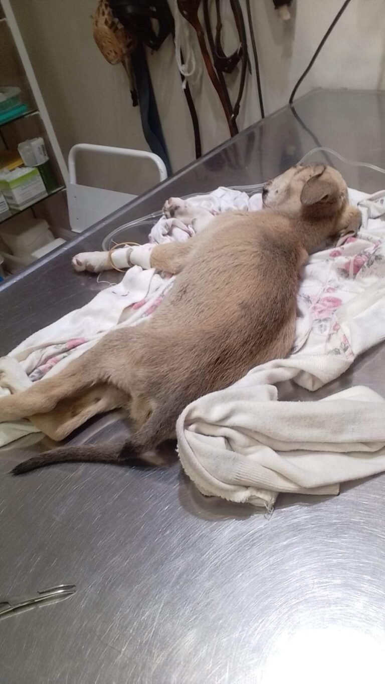Piden ayuda para una cachorra que está “peleando por su vida”