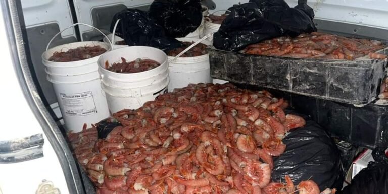 Llevaba 350 kilos de langostinos y se lo decomisaron