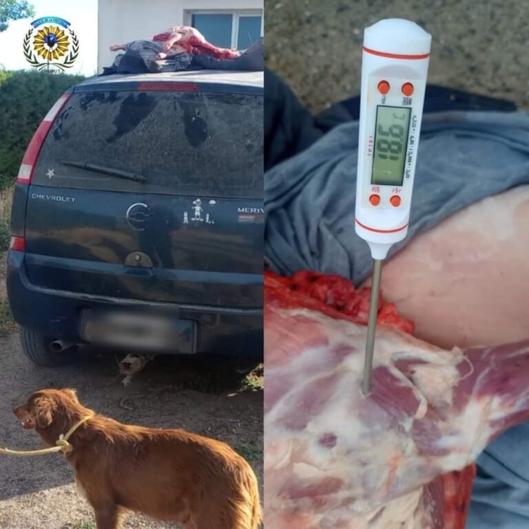 Lo sorprendieron en un control policial con ovinos faenados