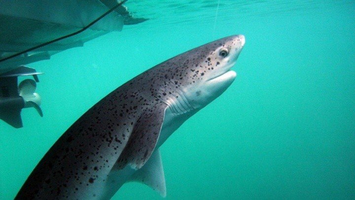 Tiburones en la Patagonia: qué especies habitan las costas de Chubut