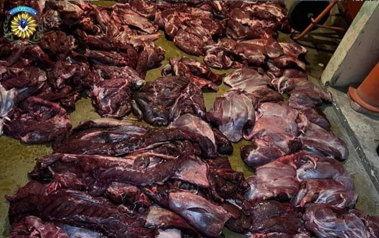 Llevaba 17 guanacos faenados en la camioneta y se los decomisaron