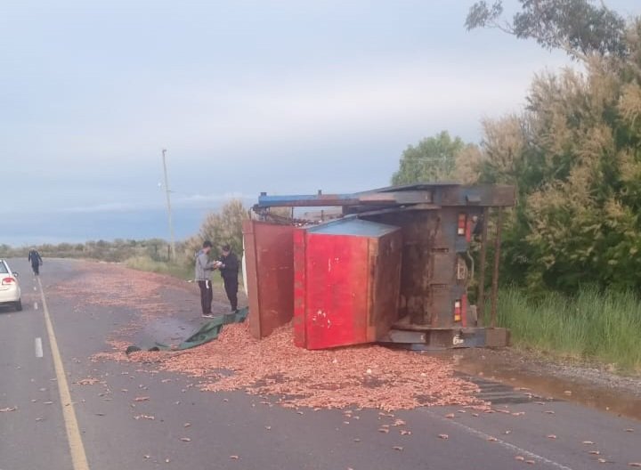 Manejaba un camión que transportaba langostinos, se quedó dormido y volcó