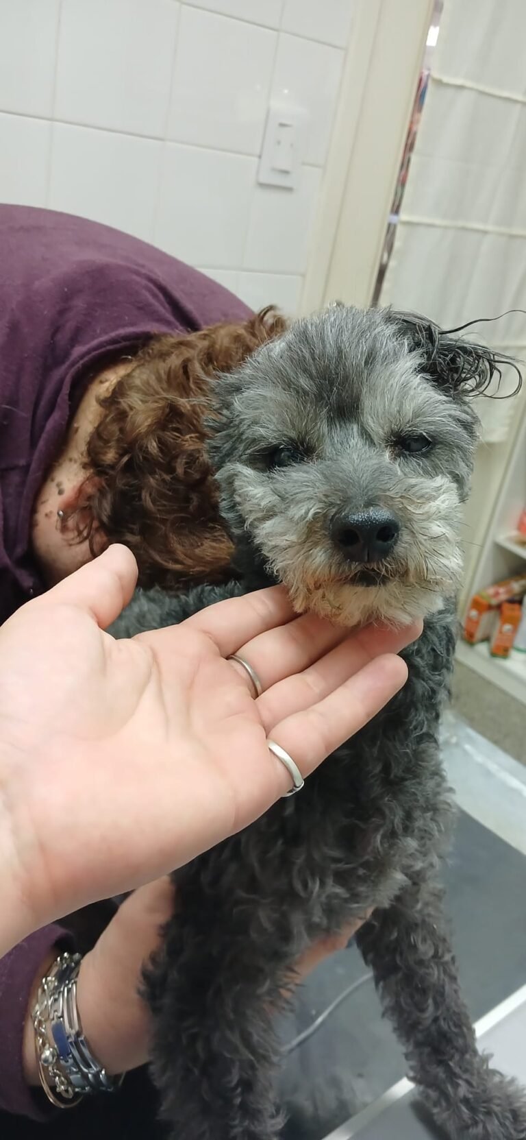 Realizan una rifa para “Loki” un caniche que necesita una cirugía