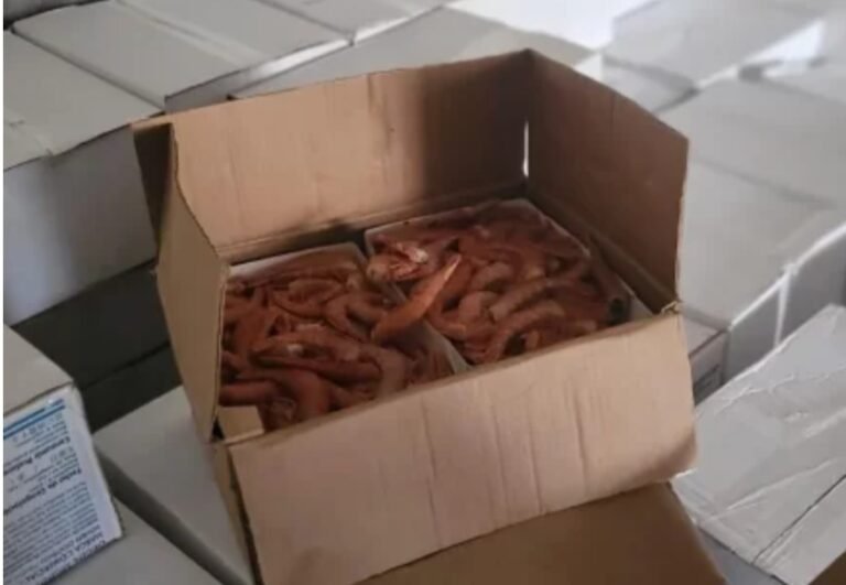 Decomisaron 12000 kilos de langostinos que eran transportados ilegalmente
