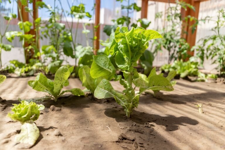 Inauguraron una huerta saludable en la Escuela N° 146 de Km. 3