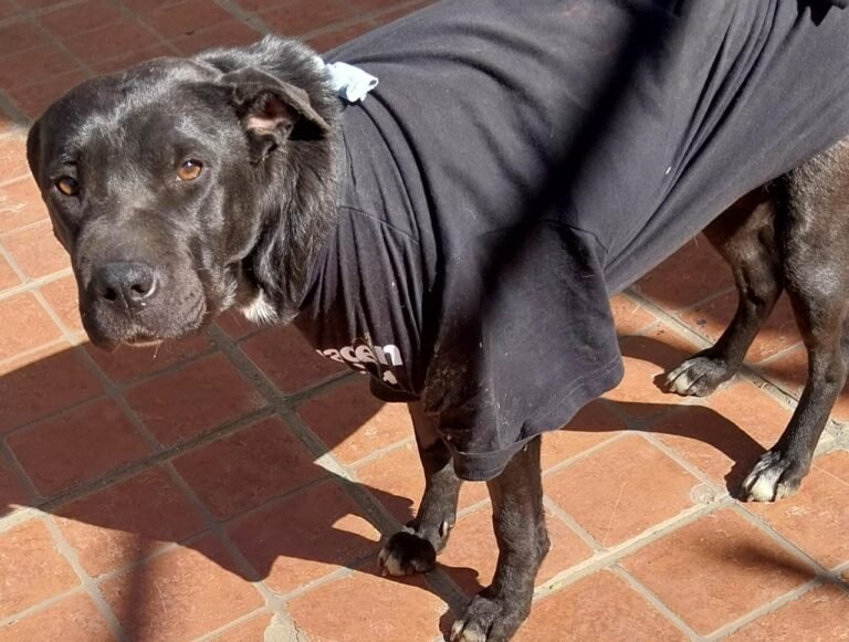 Buscan una familia que adopte a Lunita y que revierta “su pasado triste”