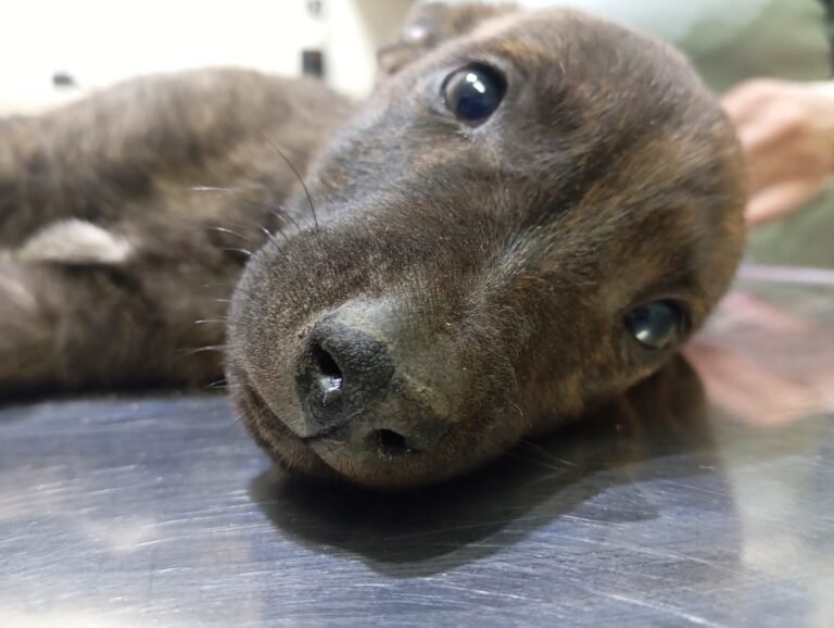 Piden colaboración para “Manchi” un cachorro que fue atacado por otros perros