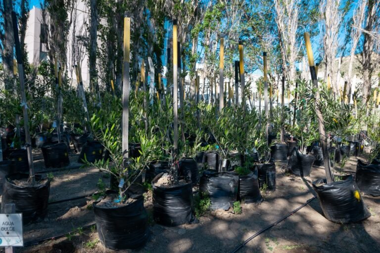 Inauguraron la plantación modelo de 200 olivos en el Parque Astra irrigada con efluente tratado