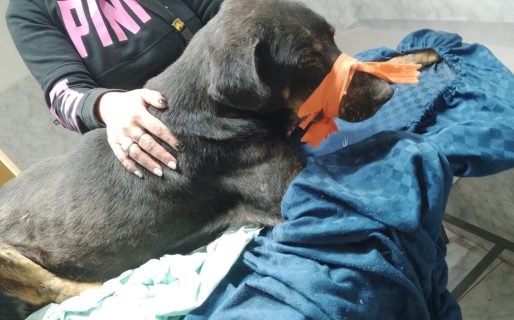 Necesitan colaboración para un perro que fue abandonado por su familia