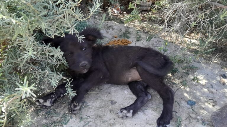 Piden un hogar para una perra y sus cinco cachorros que fueron abandonados
