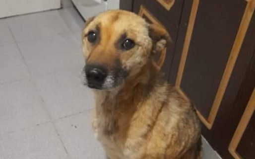 No tiene para pagar el alimento de sus mascotas y los da en adopción