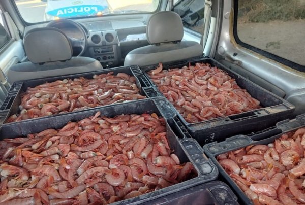 Llevaba más de 300 kilos de langostinos en la camioneta y se los decomisaron