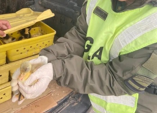 Viajaba con 150 patos en el baúl de su vehículo