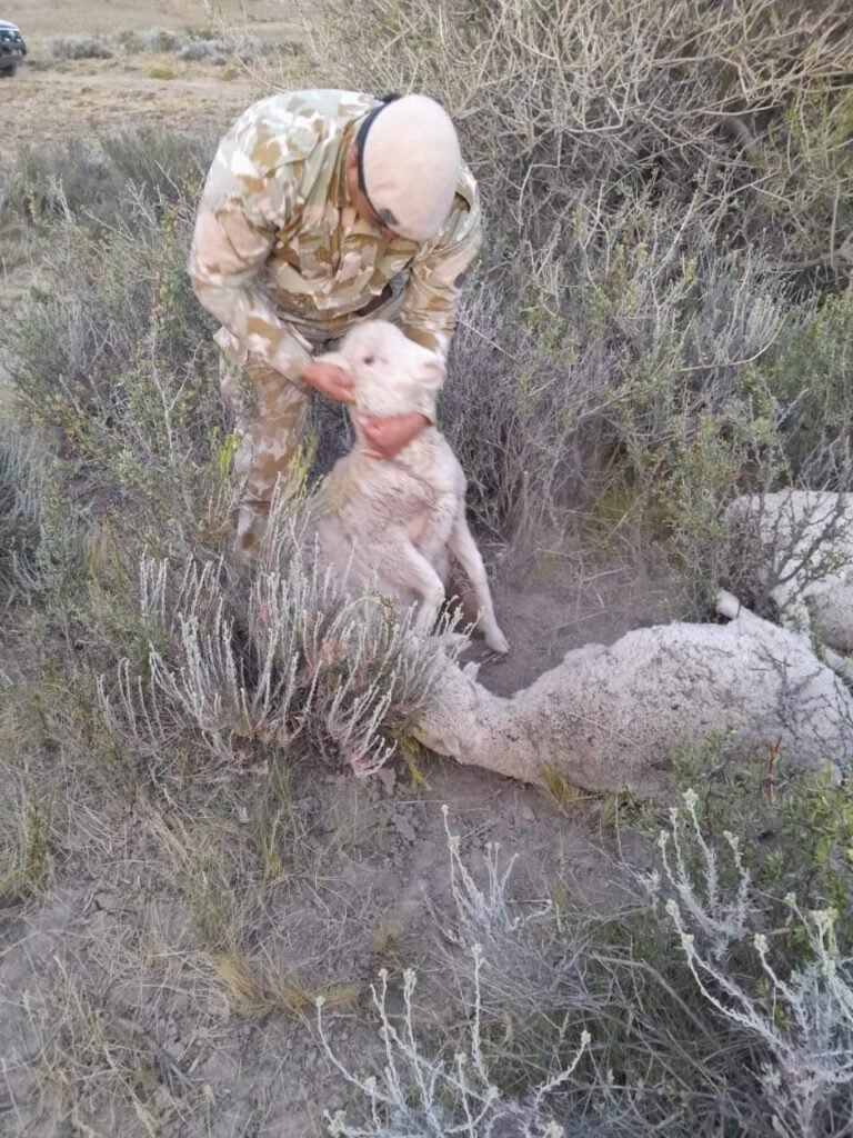 Hurto de ganado frustado: recuperan nueve ovinos maniatados