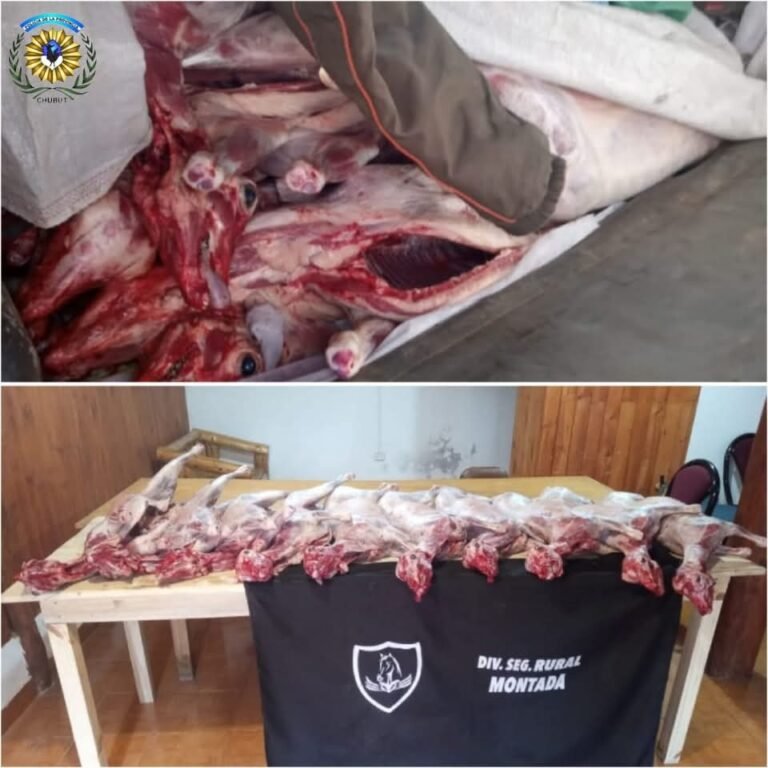 Ocultaba diez corderos faenados bajo prendas de vestir