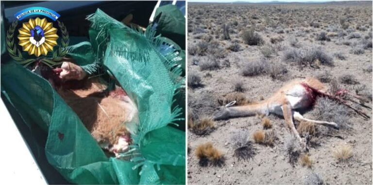 Le secuestraron armas y una gran cantidad de ejemplares de guanaco