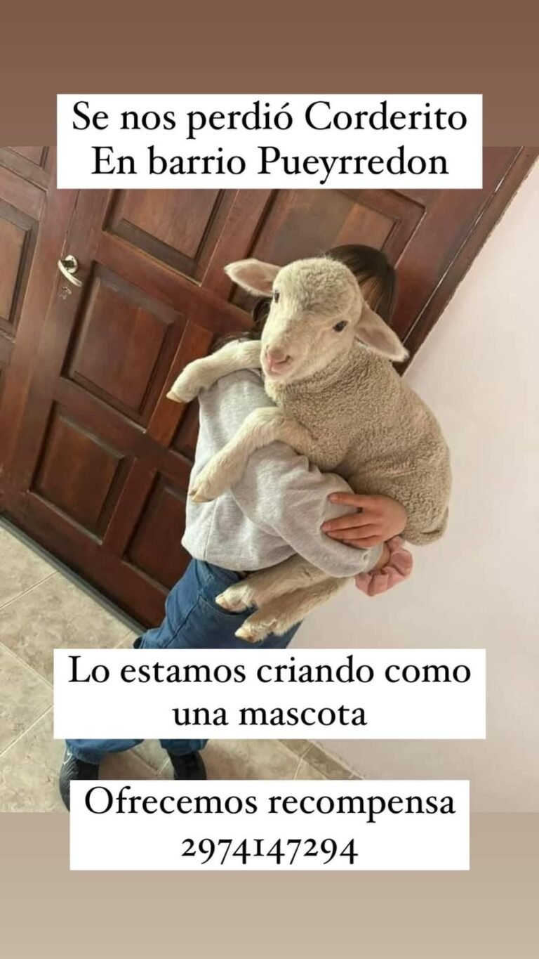 Buscan a un corderito “Es nuestra mascota”