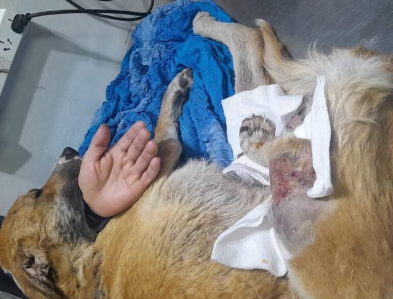 Copito fue rescatado, tienen que amputarle la pata y piden colaboración para los gastos veterinarios