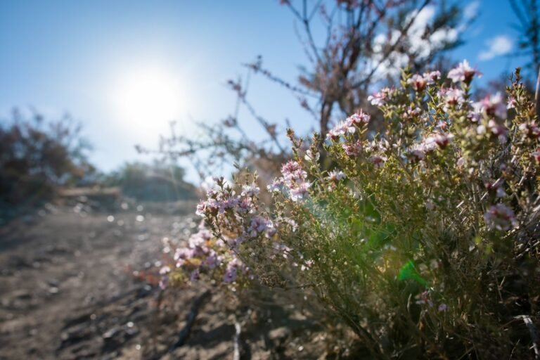Descubrí la estepa en flor en una caminita guiada