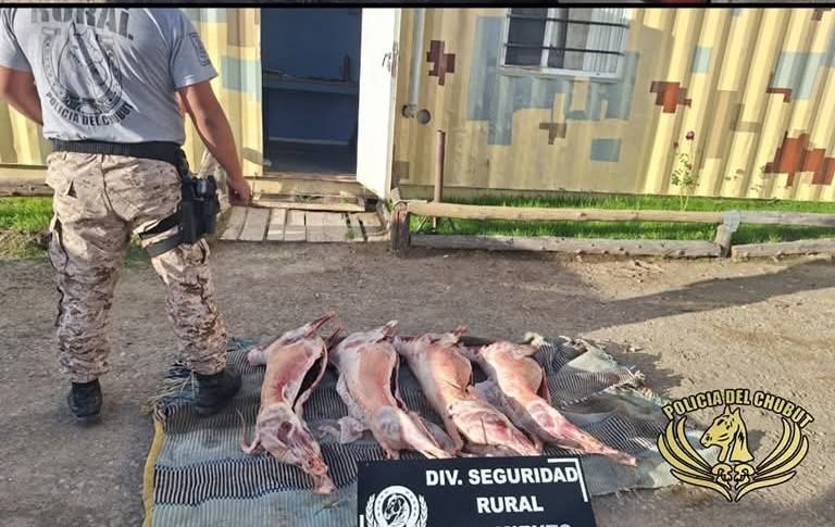 Llevaba cuatro corderos en la caja de la camioneta y se los decomisaron