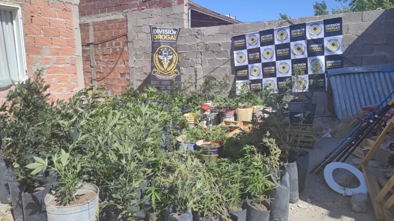 Operativo enano verde: secuestran más de 600 plantas y plantines de marihuana