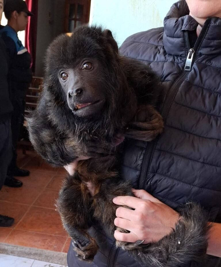 Secuestran un mono carayá y detienen a dos personas por maltrato animal