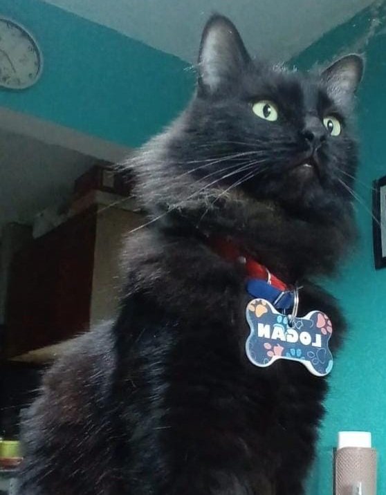 Logan fue atacado por perros y buscan cubrir los gastos de la cirugía