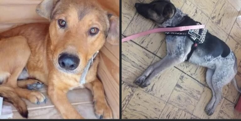 Su dueña falleció, les encontraron un nuevo hogar y necesitan ayuda con el traslado