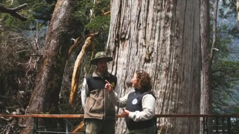 En Chubut está el segundo árbol más viejo del mundo: tiene 2.630 años