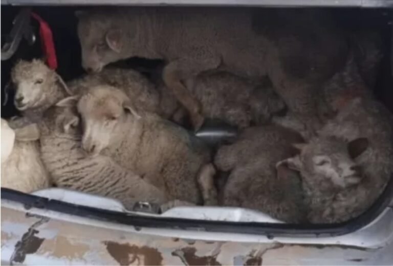 Secuestraron más de 140 kilos de carne y animales robados