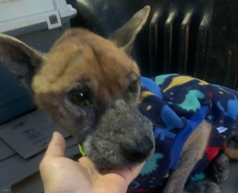 Rodolfo tiene 10 años, fue rescatado del maltrato y buscan una familia que lo adopte