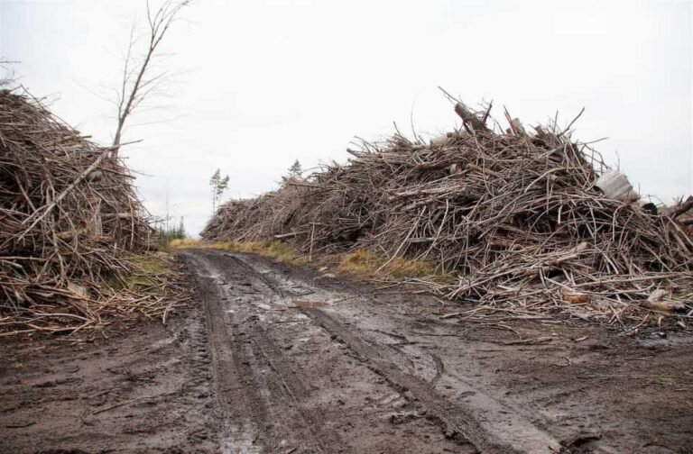 Ponen en marcha una nueva Unidad Fiscal Especializada en Ambiente y Delitos contra los Animales