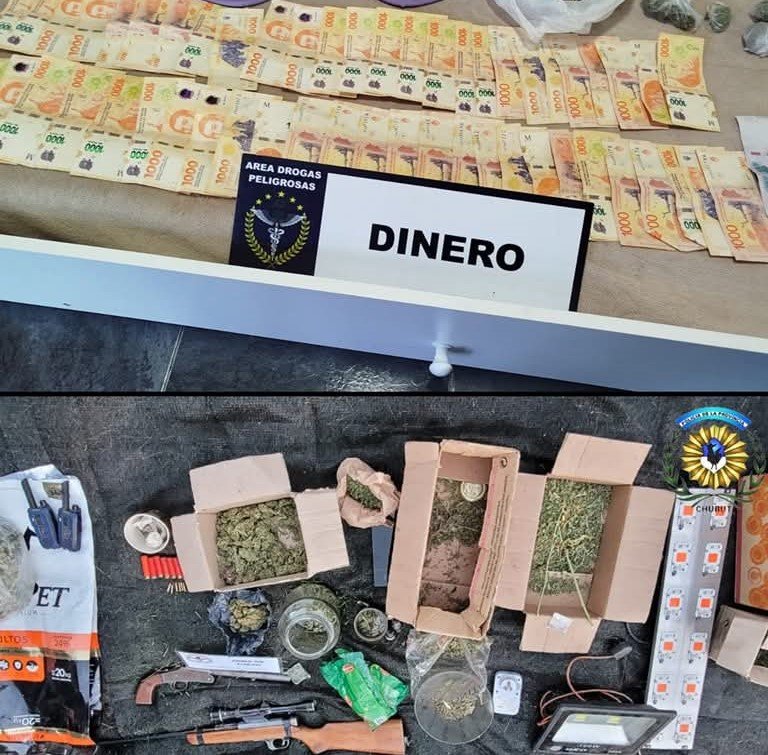 Allanamientos: Secuestran más de 330 plantas de marihuana, armas y dinero